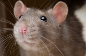 Veneno caseiro para ratos: 3 ingredientes e não ficará um para contar história
