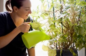 Descubra qual é a hora certa para regar as plantas da sua casa