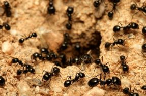 Repelente casiero MATADOR para afastar formigas da sua casa; ingredientes simples