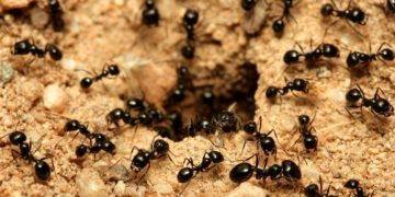 Controle de formigas: conheça dicas e soluções eficazes para afastar esses insetos da sua cozinha