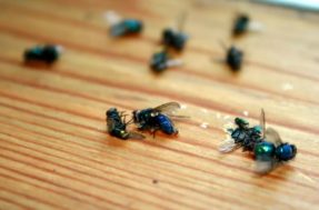 5 truques caseiros MILAGROSOS para afastar moscas da sua casa agora