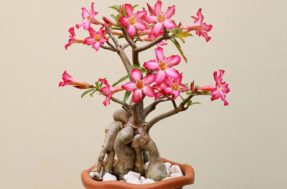 Rosa-do-deserto: 5 técnicas para a planta florir mais e ser a estrela do jardim