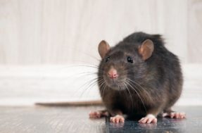 Fim dos ratos sem usar veneno! 4 plantas mandam eles para bem longe de casa