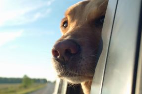 Viajar com animal de estimação: veja como fazer isso dar certo