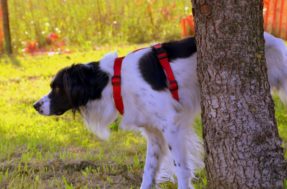 Pets: Veja dica infalível para tirar o cheiro de xixi de cachorro do quintal