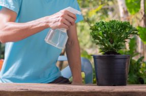 Como usar água oxigenada para deixar seu jardim muito mais bonito