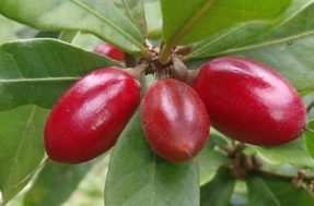 Fruta-do-milagre: A planta que pode transformar o sabor da comida e prevenir doenças