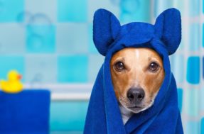 É possível dar banho em cães e gatos sem usar água; descubra como!