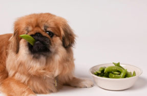 Seu cachorro gosta de comer legumes? Saiba quais deles são seguros para pets