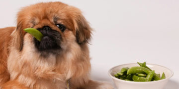 Cachorro Comendo Legumes