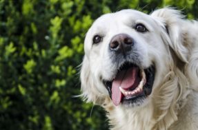 5 dicas para conseguir deixar seu cachorro feliz