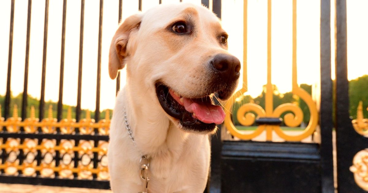 Por Que Os Cachorros Cheiram As Partes íntimas Das Pessoas