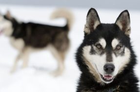 Cão bravo: conheça 5 das raças mais temidas em todo o mundo