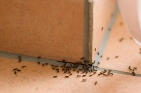 Formigas em casa? Veneno caseiro ajuda a combater o problema