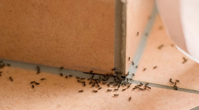 Sem misericórdia! 4 táticas poderosas para eliminar as formigas da sua cozinha