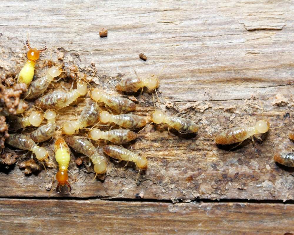 3 receitas caseiras e naturais para eliminar cupim de forma rápida