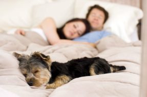 Dorme com cachorro no quarto ou na cama? Entenda com isso te afeta