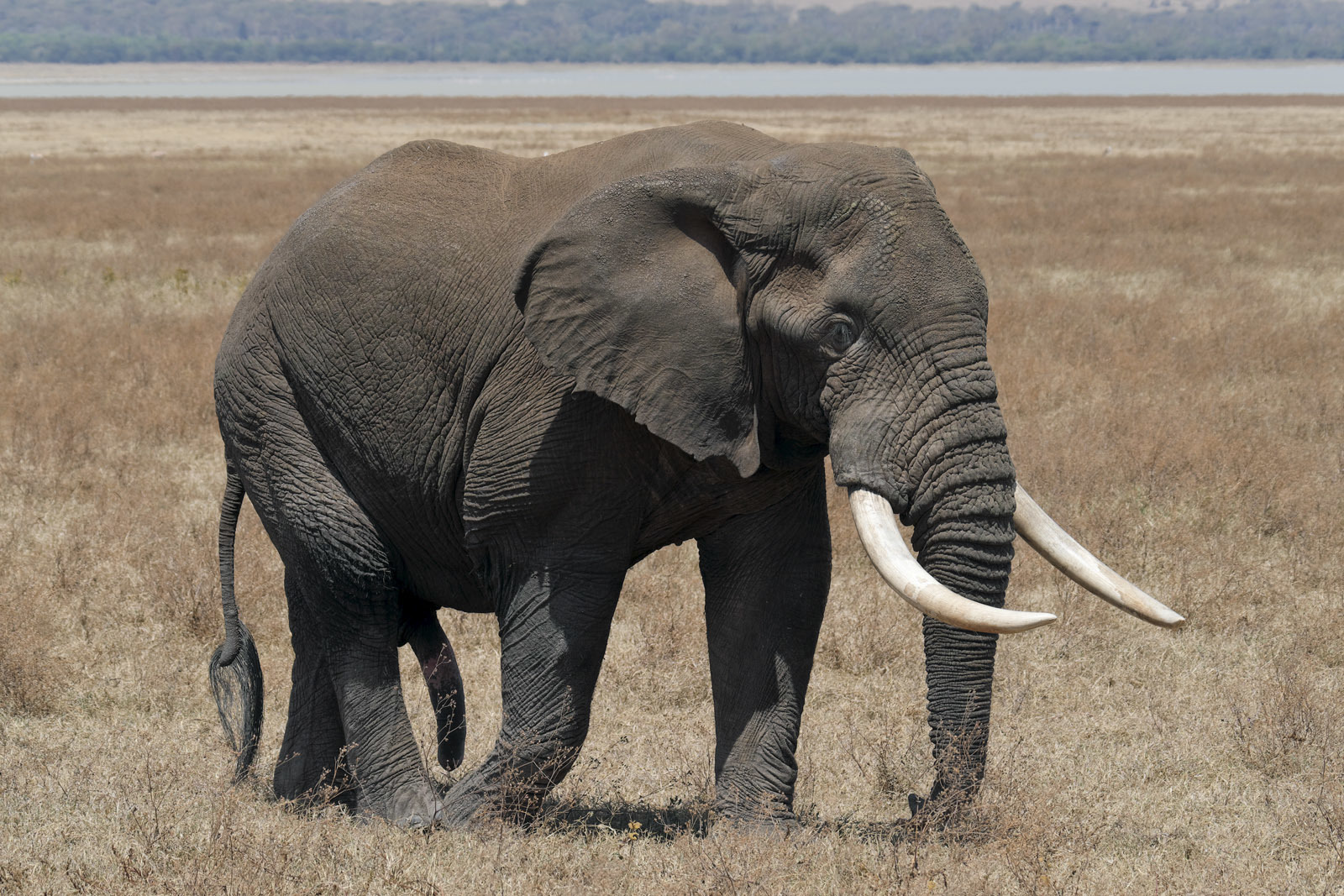 Elefante-africano