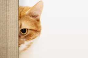 Por que gatos ficam nos encarando? Entenda o que significa esse gesto felino