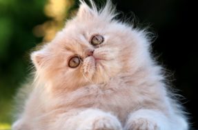 É verdade que os gatos imitam seus donos? Pesquisa revela a resposta