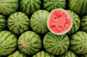 Nunca mais compre melancia aguada e sem graça com estas 5 dicas infalíveis