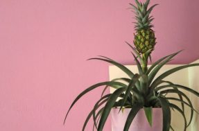 Plante abacaxi em casa ou no apartamento utilizando vasos
