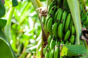 Como plantar banana? Saiba como ter a fruta no quintal de casa