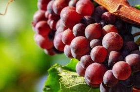 Aprenda a plantar uva em casa a partir do caroço