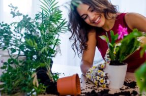 Tudo que você tem que saber antes de cultivar plantas em casa