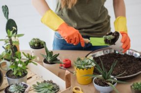 Empreendimento: como criar mudas de plantas para vender