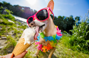 Alívio pet: Cachorro pode comer sorvete em dias quentes?