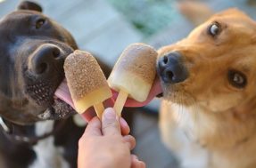 3 receitinhas de sorvete para cães para refrescar sem prejudicar a saúde do seu pet
