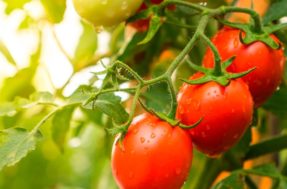 Dicas para saber qual a época perfeita para plantar tomate no seu jardim
