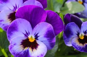 Aprenda a manter as violetas floridas durante o ano todo em casa