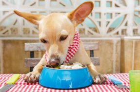 Cachorros podem comer o mesmo que os humanos: mito ou verdade?