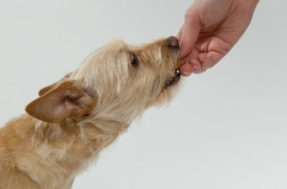 Cuidado pet: 10 alimentos que podem levar seu cão à morte