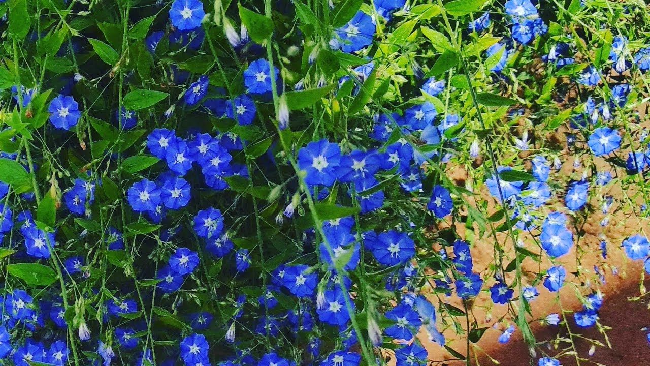 Azulzinha - Flor