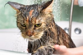 Truques para fazer seu gatinho gostar de tomar banho