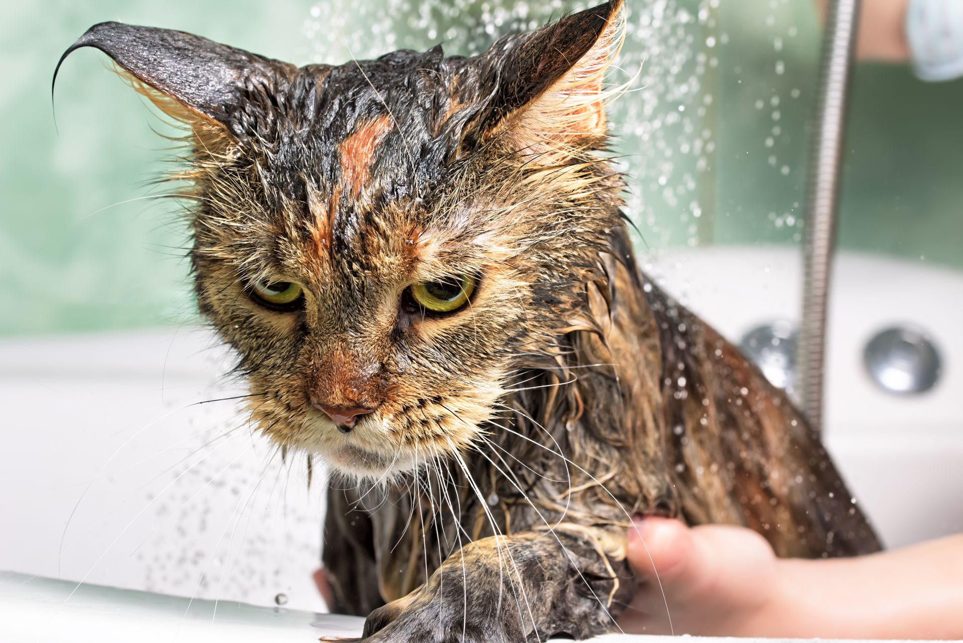 Use ESTES truques para fazer seu gatinho gostar de tomar banho