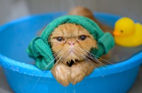 Precisa dar banho em gato? Conheça qual é a resposta para essa pergunta