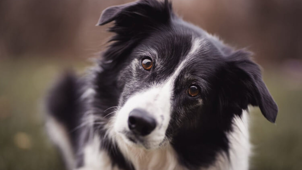 5 dog breeds that no TikTok vet would ever have at home