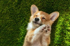 Afinal, seu cachorro está feliz? 10 sinais ligados à alegria confirmam isso
