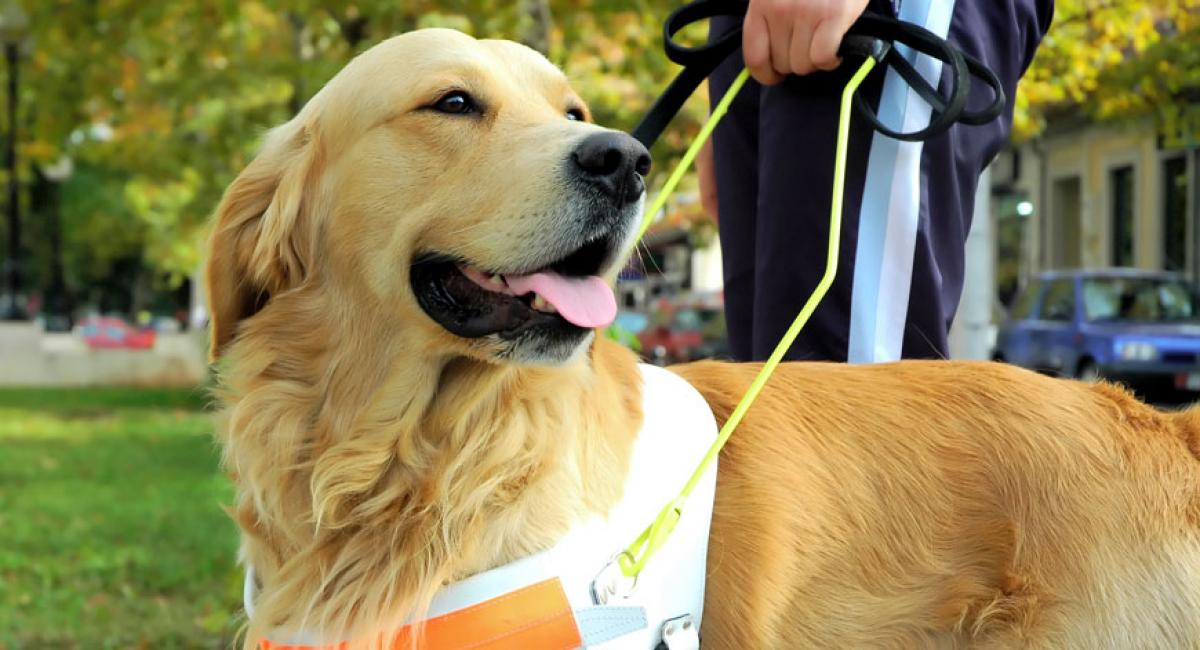 Confira as 6 profissões que os cachorros podem exercer