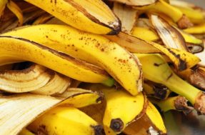 Adubo caseiro: casca de banana nas plantas é ótima opção