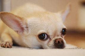 Top 5: conheça os cachorros mais rabugentos e mal-humorados