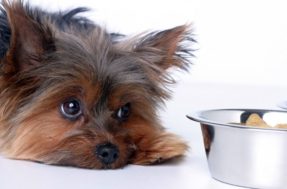 Causas da dor de estômago nos cachorros: como identificar e tratar