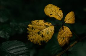 Estes são os motivos das folhas de suas plantas estarem amareladas