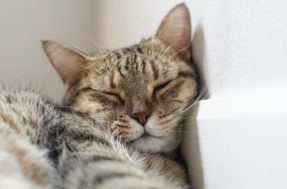 Descubra o que significado das posições que os gatos dormem