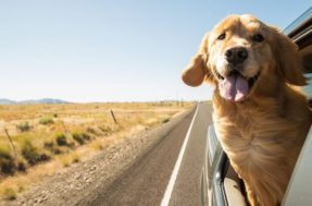 Cachorros para pessoas ansiosas: 5 raças incríveis
