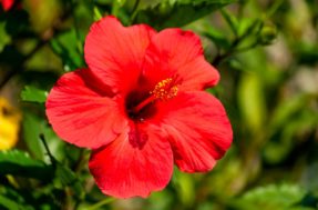 12 plantas que vão trazer muitos beija-flores e borboletas ao seu jardim